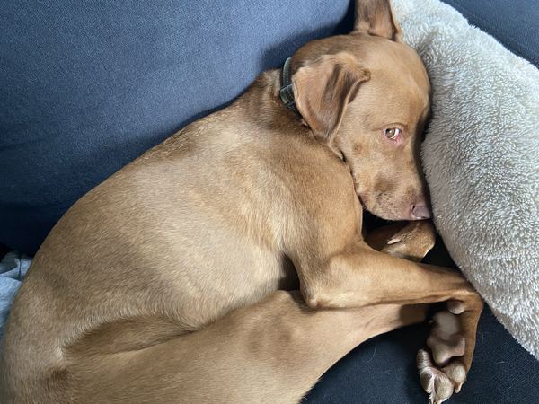 Mr Bubs curled up against a fluffy pillow, looking up at the camera