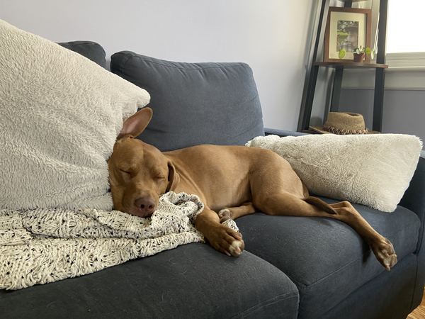 Mr Bubs fast asleep on the couch, head on a blanket