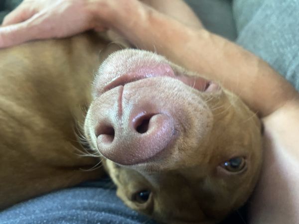 Mr Bubs lying upside down, nose first